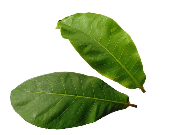 Folhas de amêndoa ou terminalia catappa isoladas em fundo branco Folha verde em fundo branco