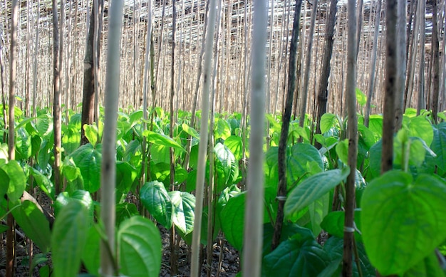 Foto folhas de árvore de betel ou betel