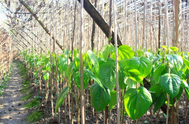 Folhas de árvore de betel ou betel