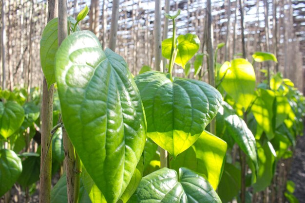 Foto folhas de árvore de betel ou betel