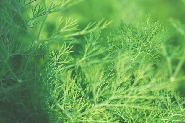 Folhas de árvore para fundo de natureza e salvar o conceito verde