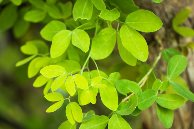 Folhas de árvore para fundo de natureza e salvar verde