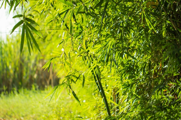 Folhas de árvore para fundo de natureza e salvar verde