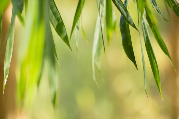 Folhas de árvore para fundo de natureza