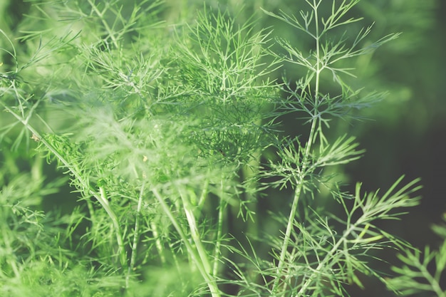 Folhas de árvore para fundo de natureza