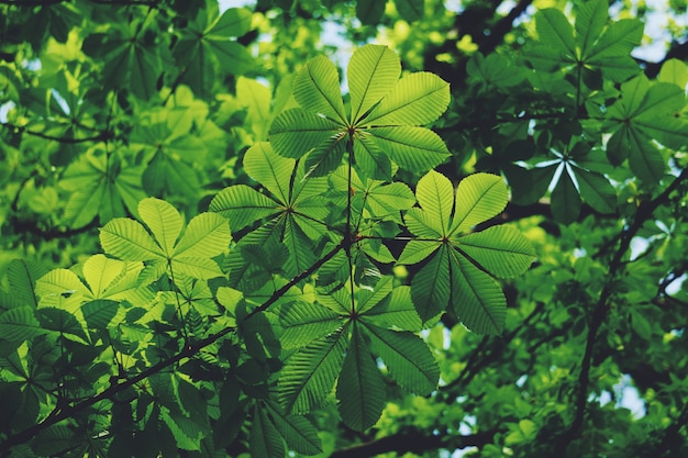 folhas de árvore verde na natureza, ramos e folhas