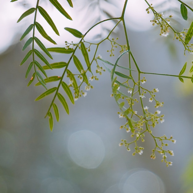 folhas de árvore verde na natureza