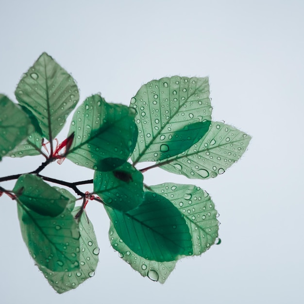 folhas de árvore verde na primavera em dias chuvosos