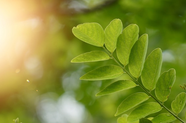 Folhas de árvore verde texturizadas e ramos na natureza