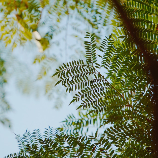 Foto folhas de árvore verde