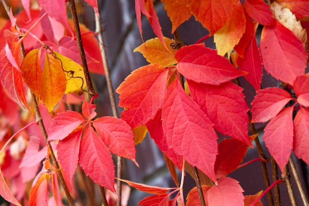 Folhas de árvores coloridas vermelhas de outono