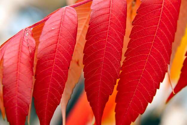 Folhas de árvores coloridas vermelhas de outono