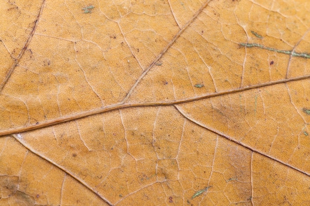 Folhas de árvores secas, folhagens de árvores empilhadas e secas para armazenamento e decoração