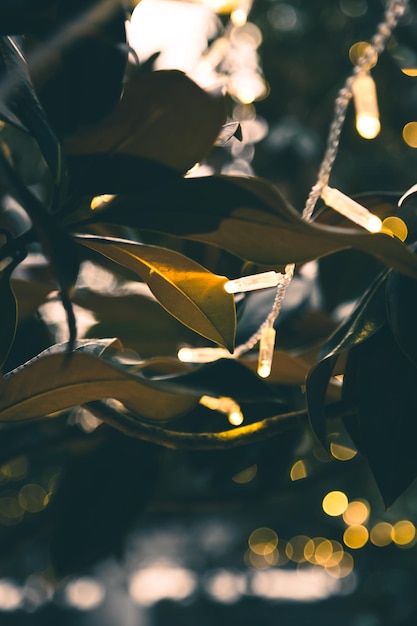 Folhas de árvores verdes e luzes de Natal