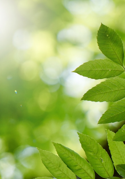 folhas de árvores verdes e ramos na natureza