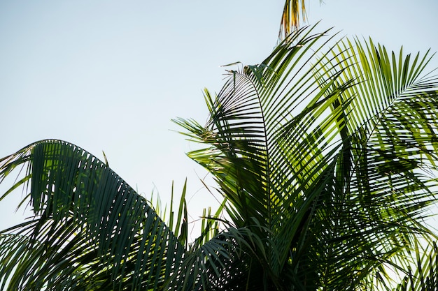 Folhas de árvores verdes em fundo de céu azul de verão