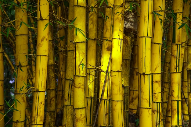Folhas de bambu amarelas