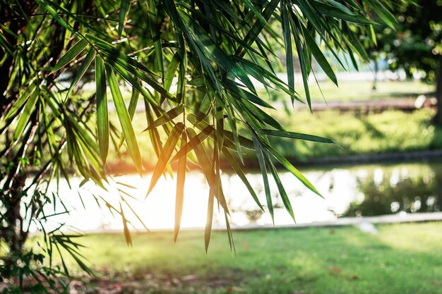 Folhas de bambu com luz solar.