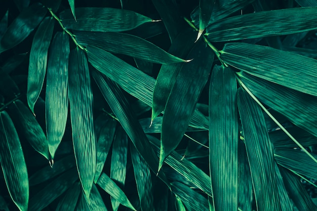 Folhas de bambu, fundo verde escuro da natureza