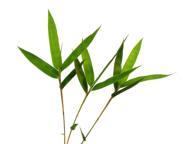 Folhas de bambu isoladas em um fundo branco Folhas de bambu em fundo branco
