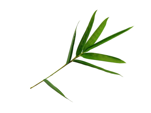 Folhas de bambu isoladas em um fundo branco Folhas de bambu em fundo branco