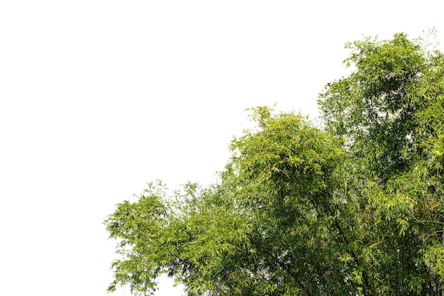 Folhas de bambu isoladas em um fundo branco