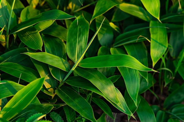 Folhas de bambu sasa jovem de folhas largas