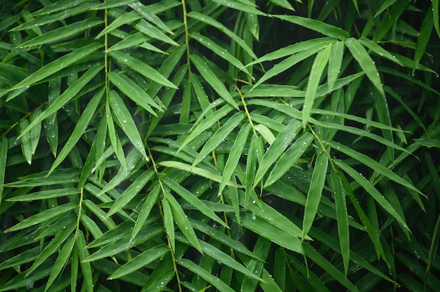 Folhas de bambu verde com chovendo