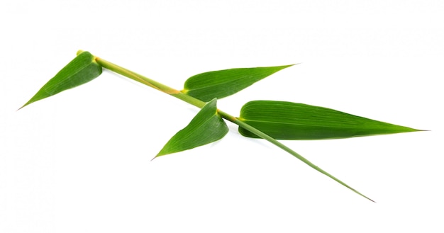 Folhas de bambu verde em um espaço em branco