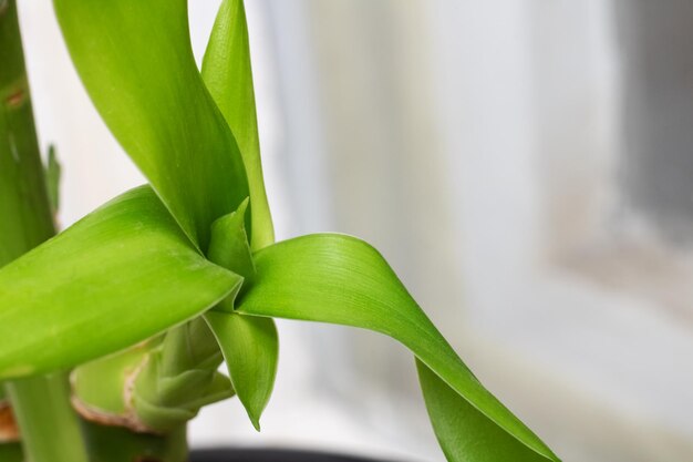 Folhas de bambu verde fecham com espaço de cópia