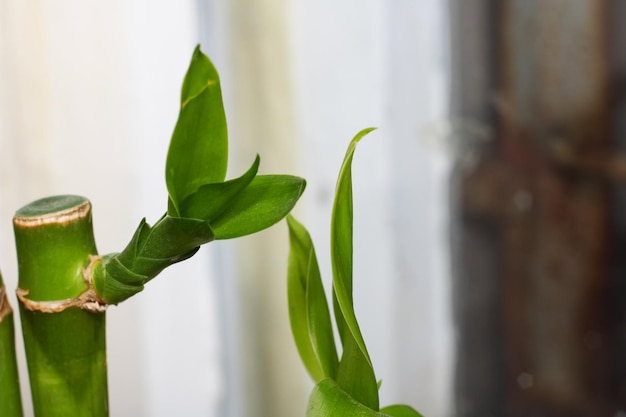 Folhas de bambu verde fecham com espaço de cópia