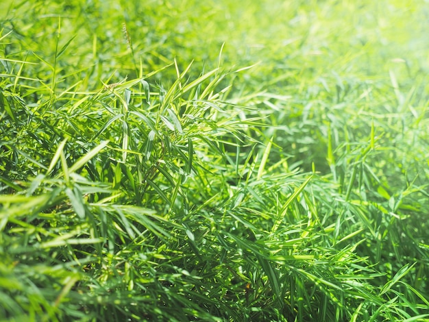 Folhas de bambu verde fresco na floresta tropical