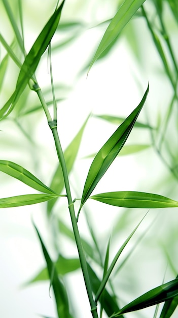 Folhas de bambu verdes brancas abstratas em fundo macio