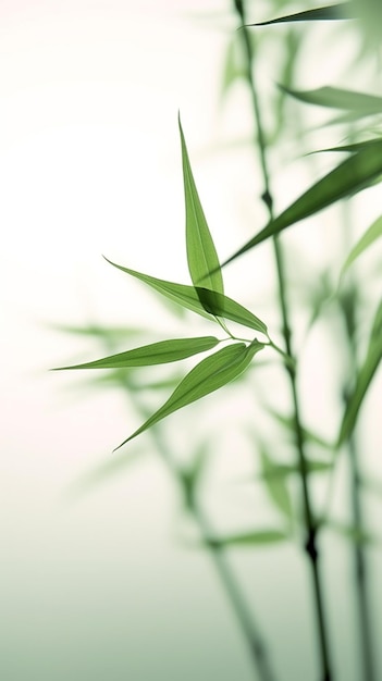 Folhas de bambu verdes brancas abstratas em fundo macio