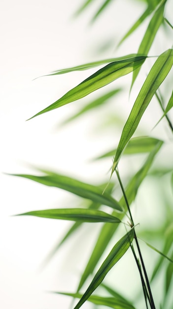 Foto folhas de bambu verdes brancas abstratas em fundo macio