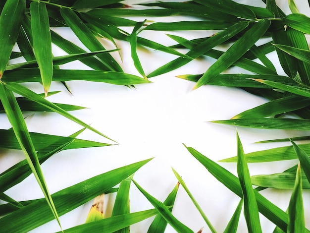 Foto folhas de bambu verdes e fundo branco