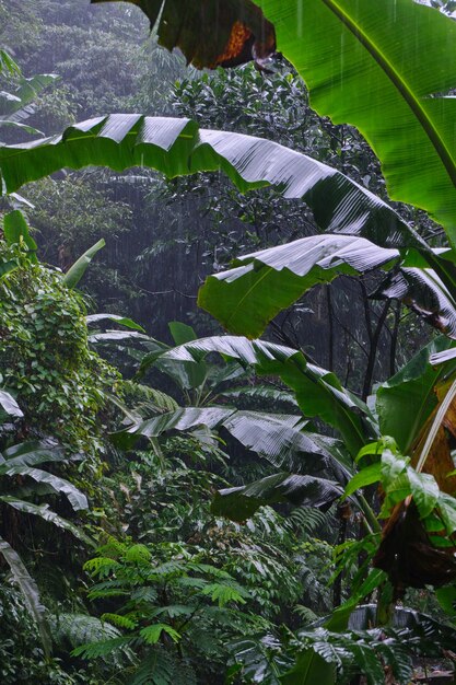 Folhas de banana brilhantes adornadas com gotas de chuva