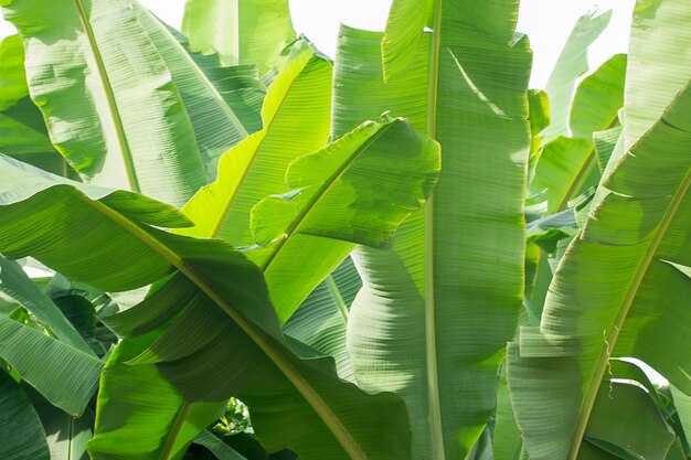 Folhas de banana frescas em fundo branco