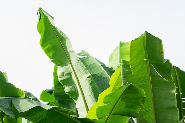 Folhas de banana frescas em fundo branco