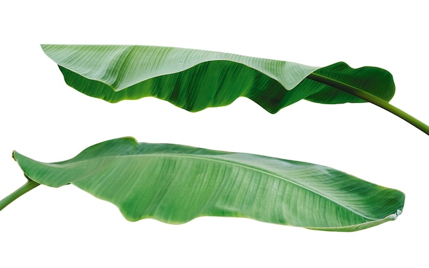 Folhas de banana isoladas em fundo branco com caminho de corte
