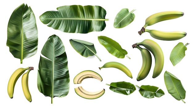 Folhas de banana variadas e estágios de frutas em fundo branco Estilo de ilustração botânica Perfeito para educação e decoração de cozinha AI