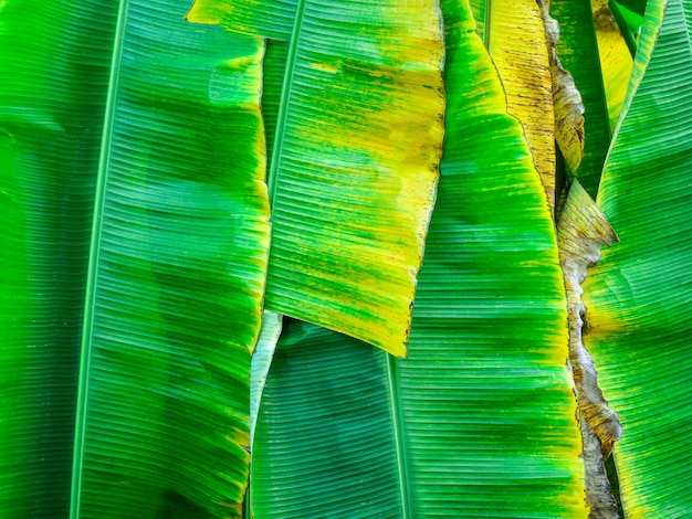 Folhas de banana verde fundo de folha de bananeira