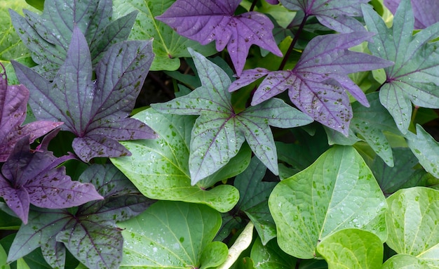 Folhas de batata doce (Ipomoea batatas), chamada Ubi Jalar na Indonésia