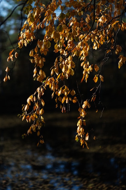 Folhas de bétula amarela penduradas acima do lago no outono