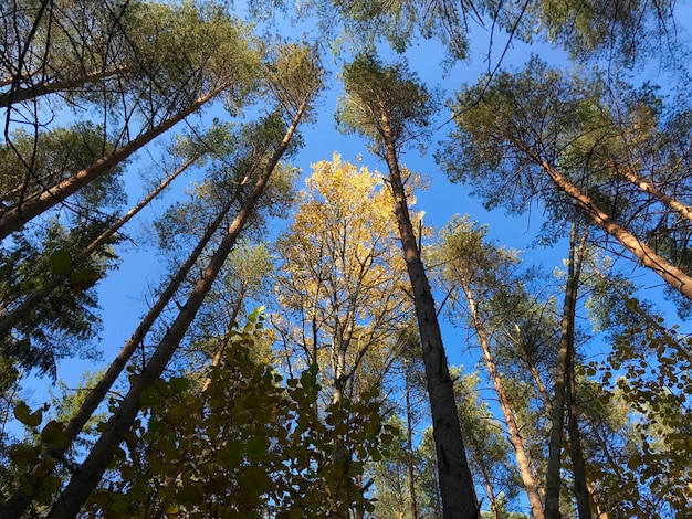 Folhas de bétula dourada no fundo do céu azul na floresta de outono em dia ensolarado