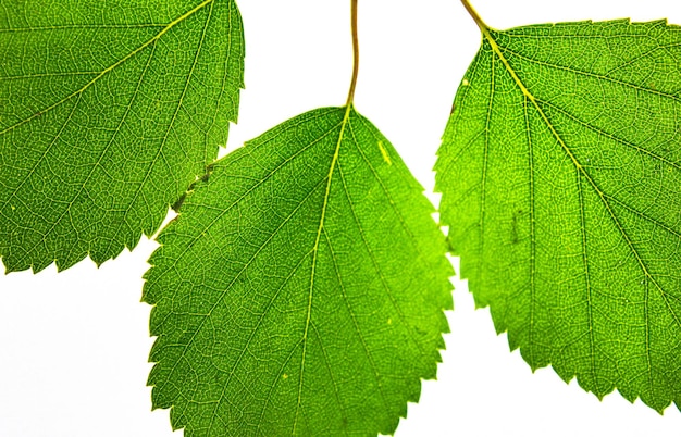 Folhas de bétula fechadas sobre um fundo branco isolado Três folhas naturais verdes