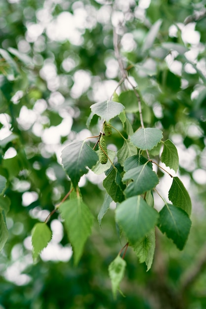 Folhas de bétula verde com amentilhos em um galho