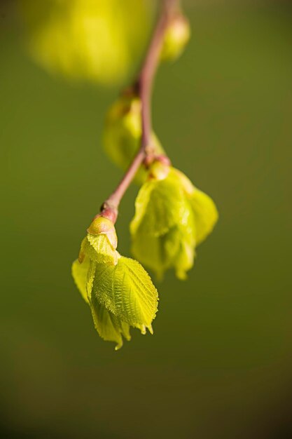 Folhas de bétula