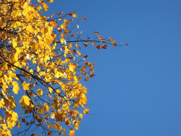 Folhas de bordo amarelas brilhantes em um fundo de céu azul incrível fundo natural