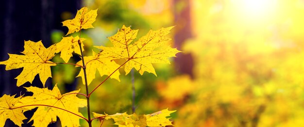 Folhas de bordo amarelas em árvores jovens na floresta de outono em tempo ensolarado